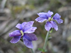 Dampiera linearis