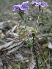 Dampiera linearis