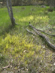 Drosera stricticaulis