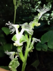 Huttonaea pulchra