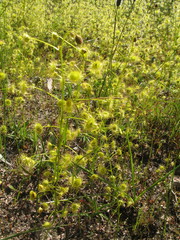Drosera stricticaulis