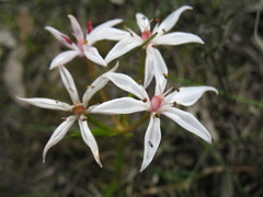 Burchardia multiflora