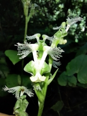 Huttonaea pulchra