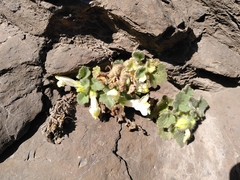 Asarina procumbens