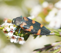 Castiarina helmsi