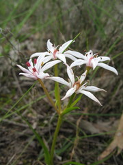Burchardia multiflora