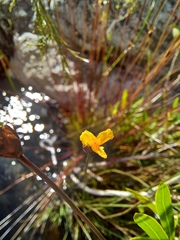 Xyris capensis