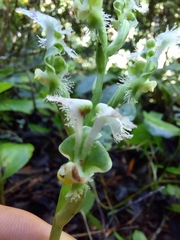 Huttonaea pulchra