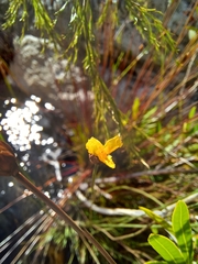 Xyris capensis