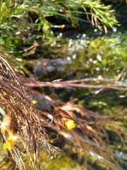 Xyris capensis