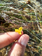 Xyris capensis
