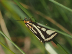 Loxostege venustalis