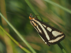 Loxostege venustalis