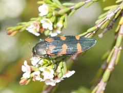 Castiarina helmsi