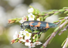 Castiarina helmsi