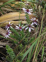 Diplostephium espinosae