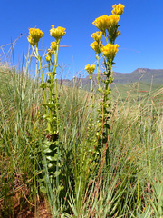 Sebaea sedoides