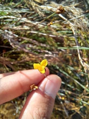 Xyris capensis