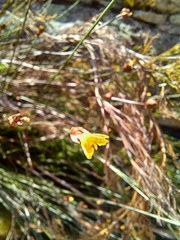 Xyris capensis