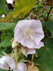 Dombeya burgessiae