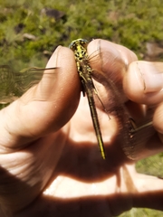 Notogomphus praetorius