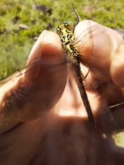 Notogomphus praetorius