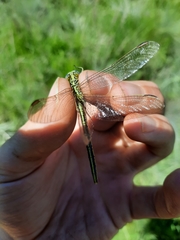 Notogomphus praetorius