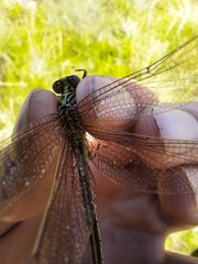 Notogomphus praetorius