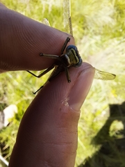 Notogomphus praetorius