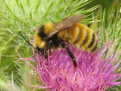 Bombus borealis image