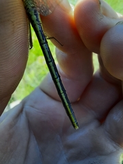 Notogomphus praetorius