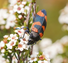 Castiarina thomsoni