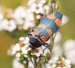 Castiarina thomsoni