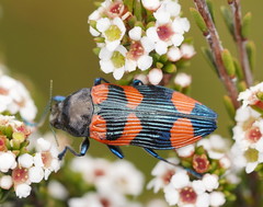Castiarina thomsoni