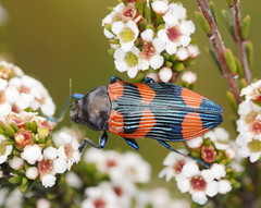 Castiarina thomsoni