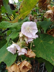 Dombeya burgessiae