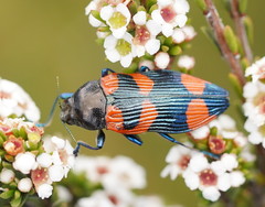 Castiarina thomsoni