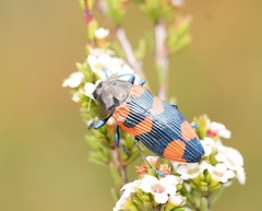 Castiarina thomsoni