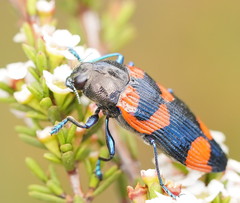 Castiarina thomsoni