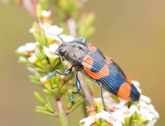 Castiarina thomsoni