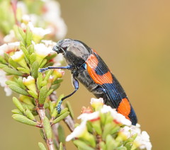 Castiarina thomsoni