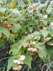 Dombeya burgessiae