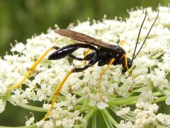 Exetastes suaveolens