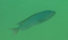 Chromis punctipinnis