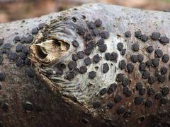 Diatrype disciformis