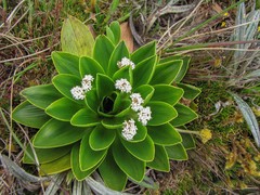 Valeriana convallarioides