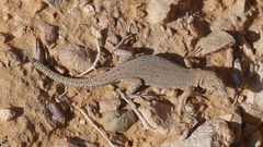 Mesalina guttulata