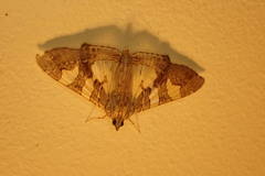 Glyphodes cosmarcha