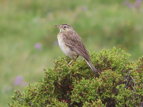 iNaturalist image