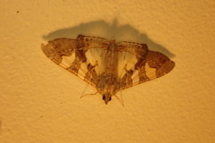 Glyphodes cosmarcha